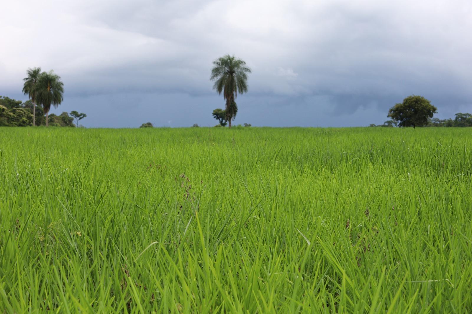 Panicum Maximum Zuri